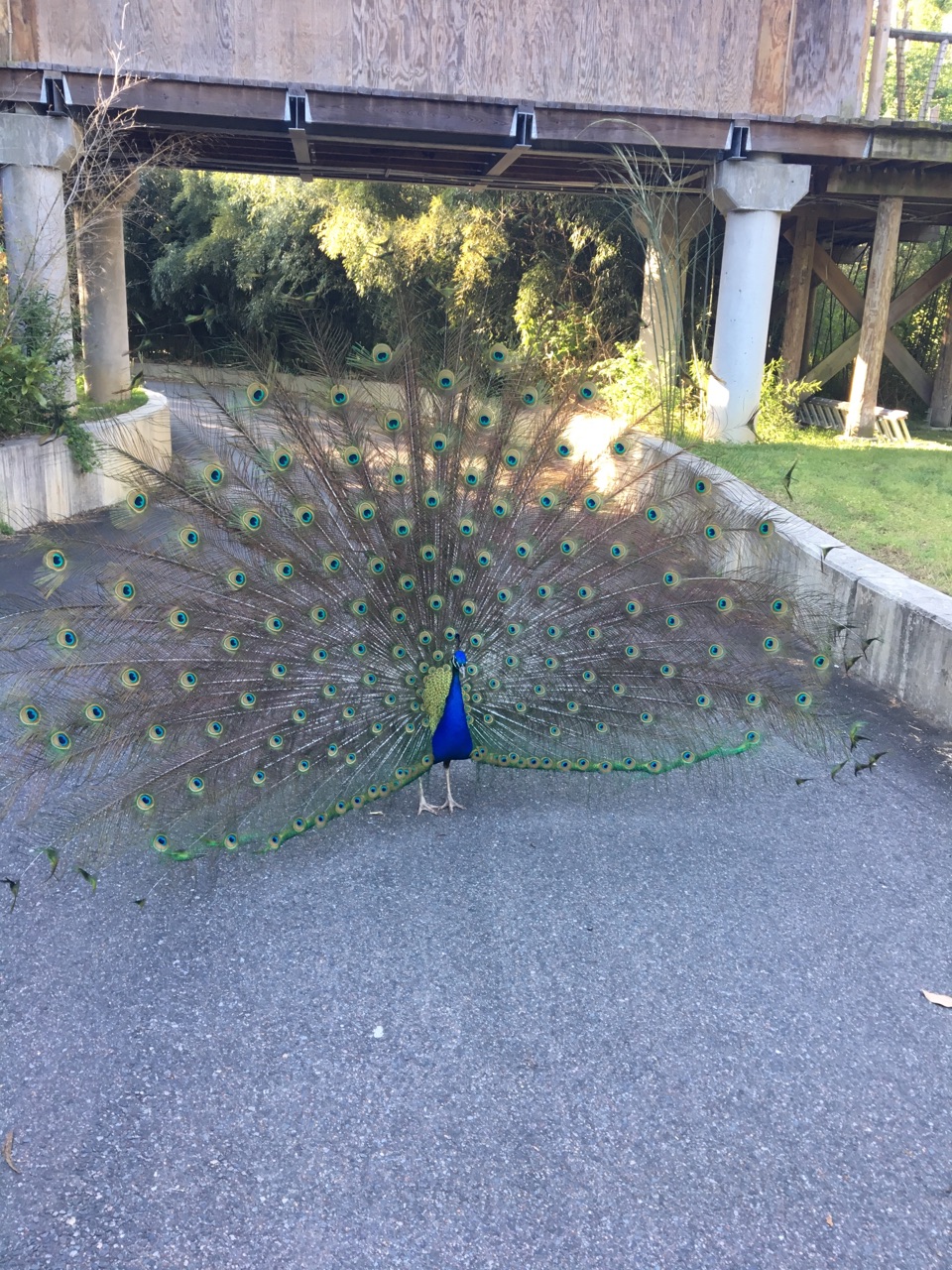 Peacock.jpg