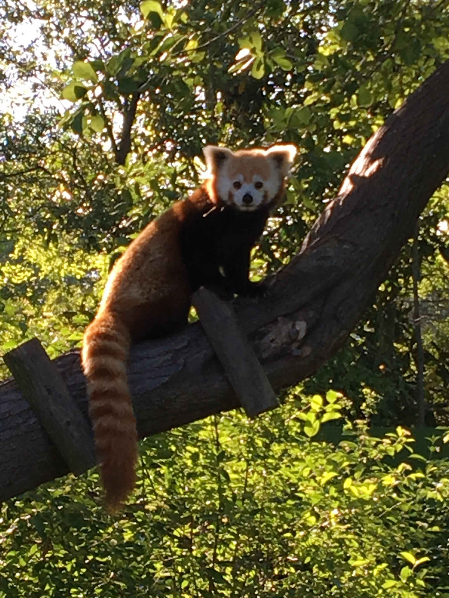 Red Panda.jpg